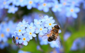bee on forget me nots